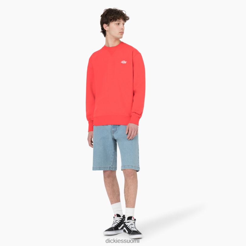 Dickies miehet summerdale collegepaita scarlet ibis (s2s) vaatteet Z844X976